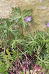 Longstalk cranesbill